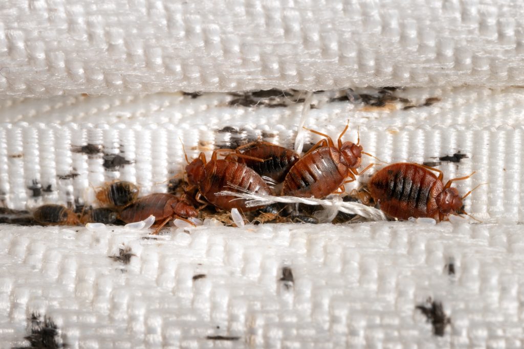 Éviter les punaises de lit : détecter ces insectes sur son matelas

