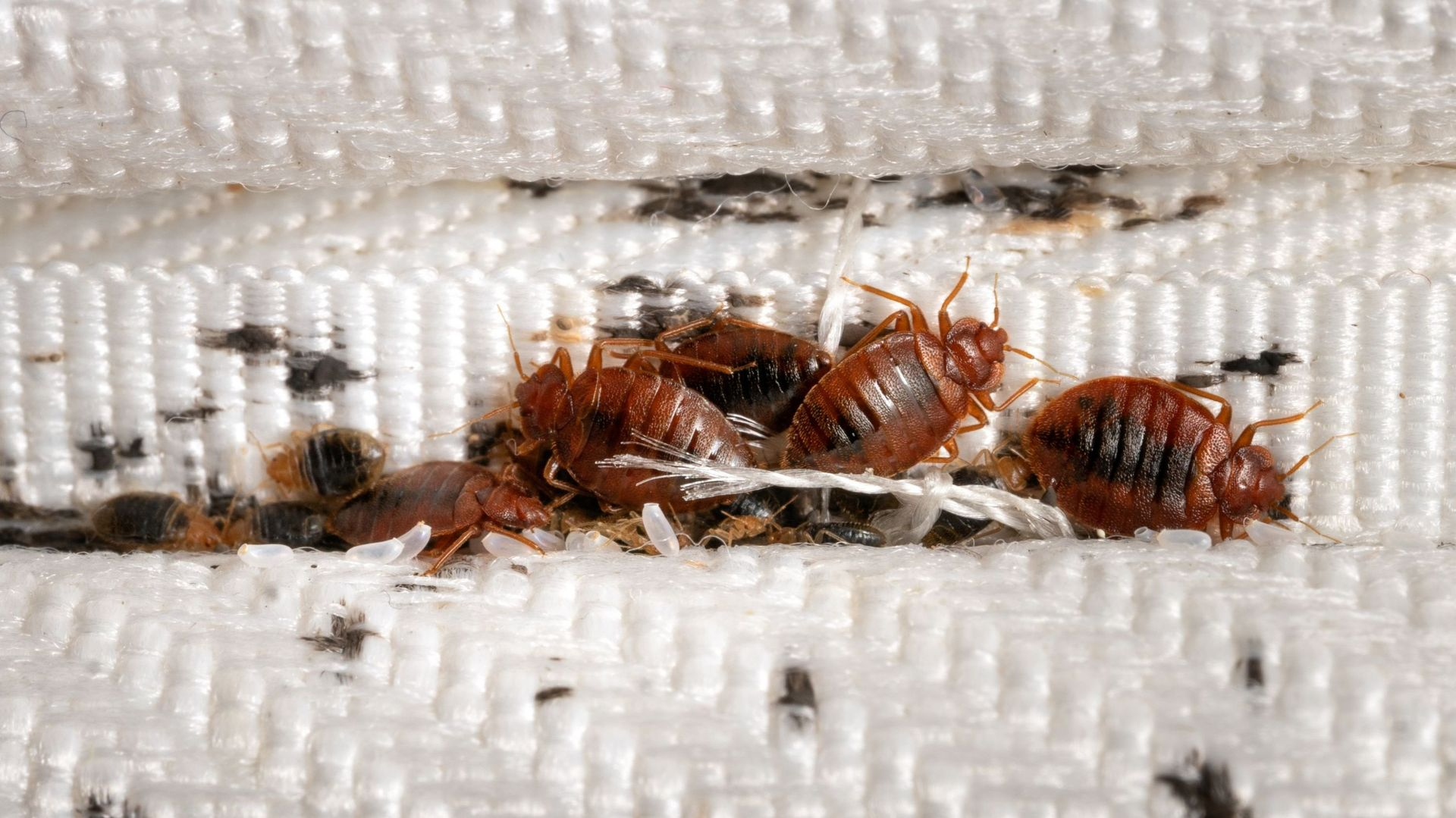 Lire la suite à propos de l’article Piqûres de Punaises de Lit : 3 Étapes Clés Pour Les Reconnaître, Les Soulager et Éviter l’Infestation
