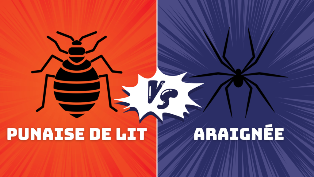 Morsure araignée