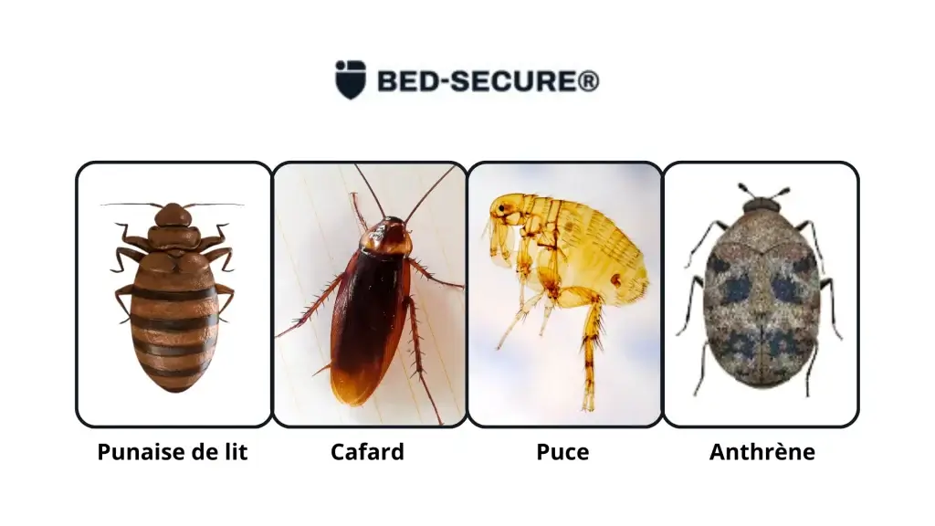 comparaison punaise de lit cafard puce anthrène différences identification