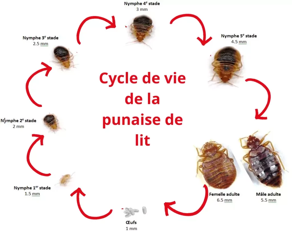 cycle de vie de la punaise de lit