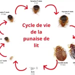 cycle de vie punaise de lit