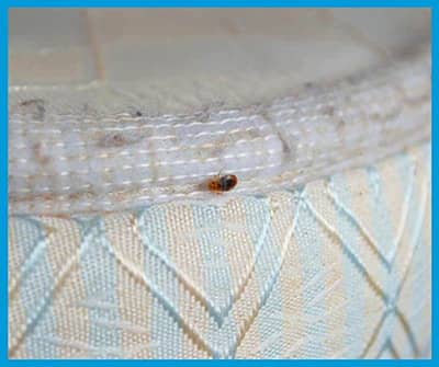 punaise de lit sur un matelas