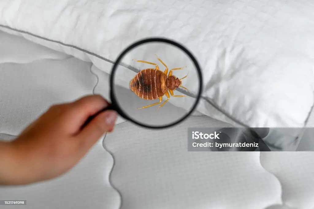 larve de punaise de lit