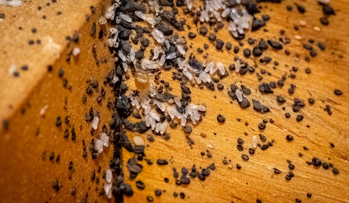 image d'oeufs de punaise de lit